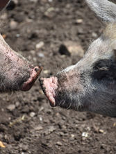 Two Pigs, Hackney City Farm, London (2021).JPG