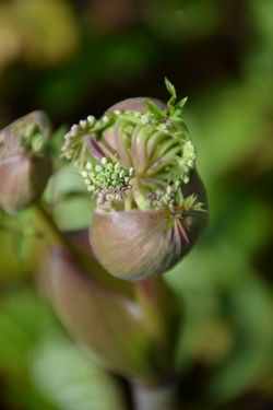 Green & White Flowers, Eden Project (2020 - 2)