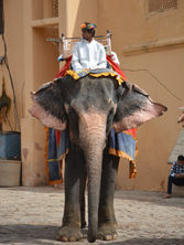 Elephant at Amer Fort, Jaipur, India (2018).JPG