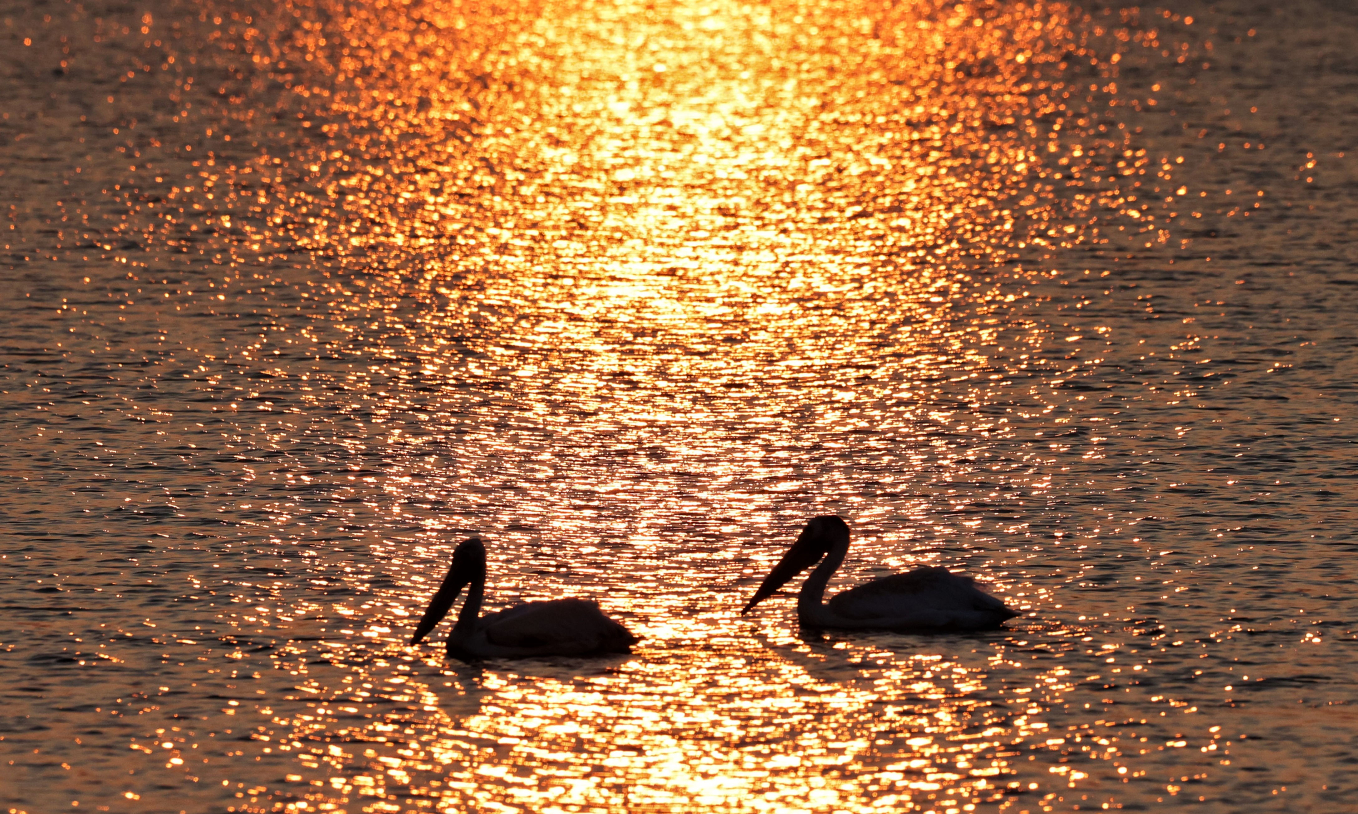 TWO PELICANS AT SUNSET
