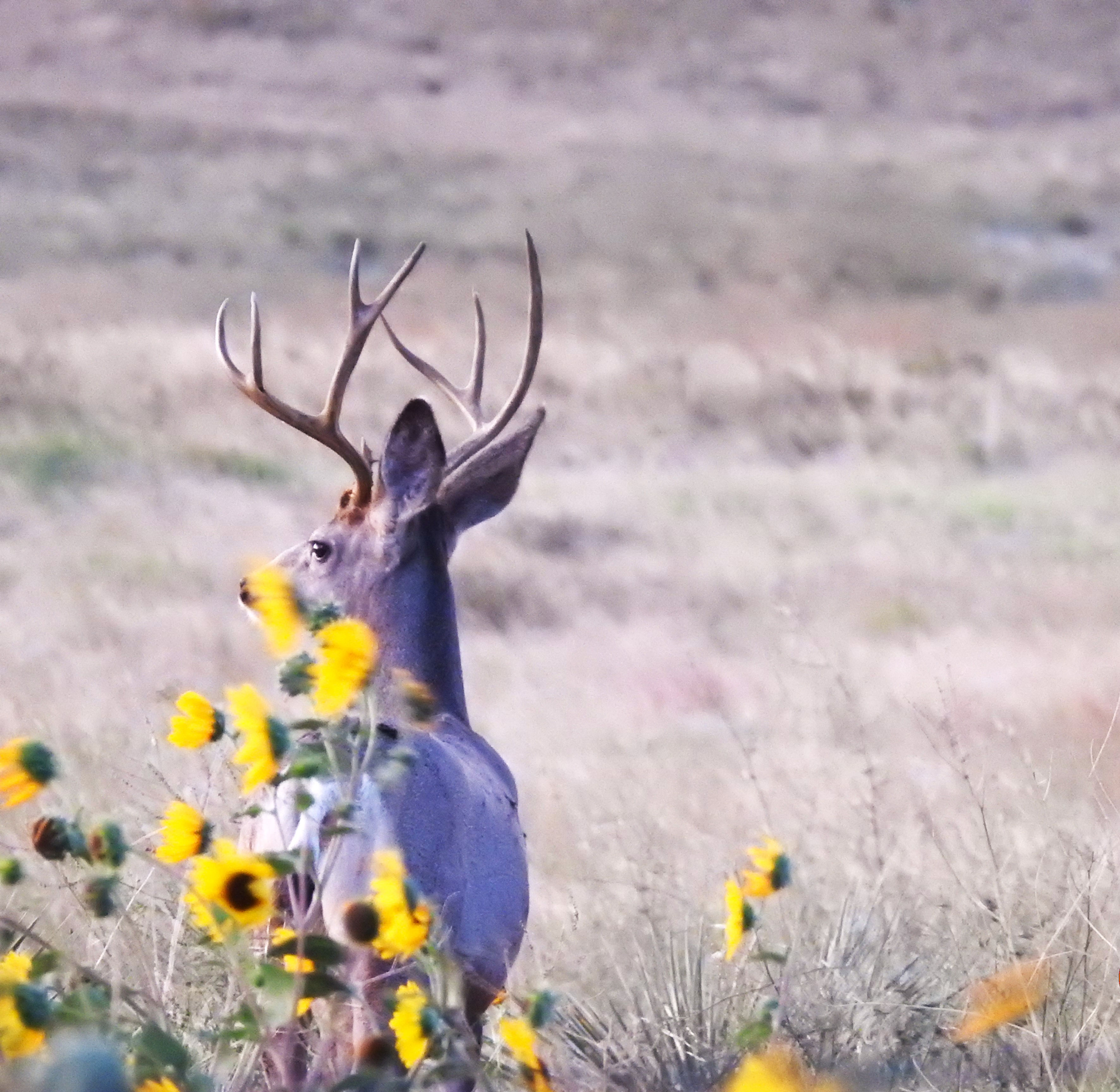 BUCK IN THE FLOWERS