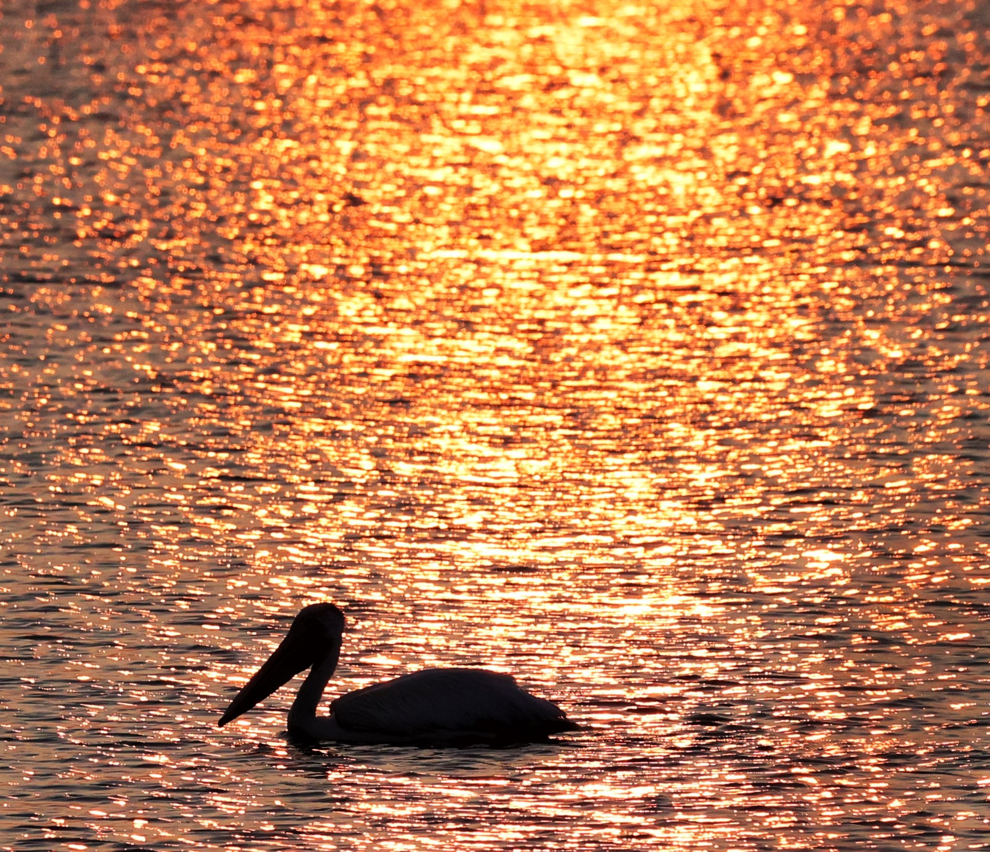 PELICAN AT SUNSET