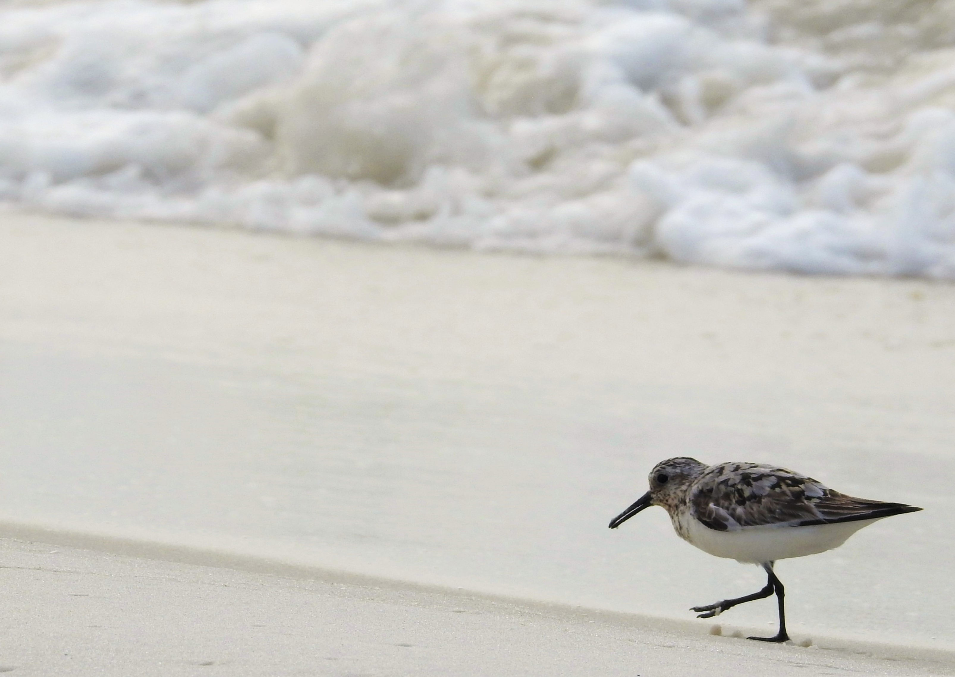 PENSACOLA BEACH BIRD