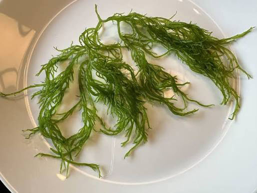 龍鬚菜我恨你
