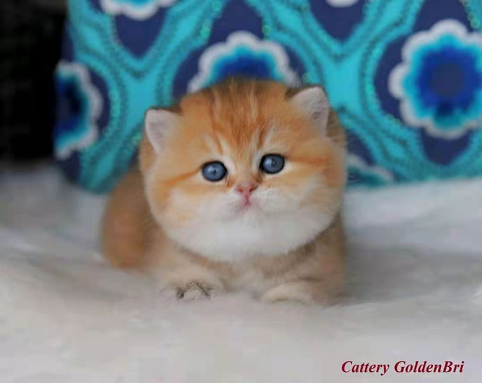 Goldenbri boy 2.jpeg