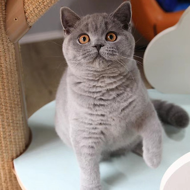 British Shorthair Black Golden Shell ny12 Sydney Melbourne Adeleide Brisbane Perth Australia Japan Singapore New Zealand