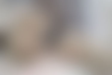 Cream British Shorthair kittens for sale