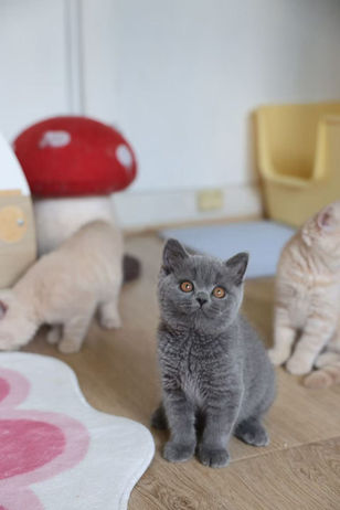 Litter U4 - Available for reservation