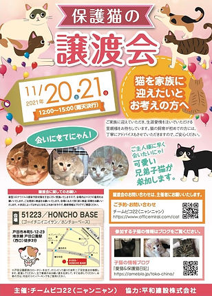 保護猫の譲渡会.jpeg