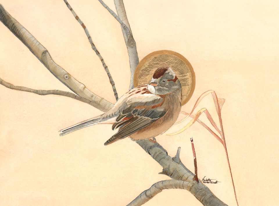 Sanctus Spizella arborea