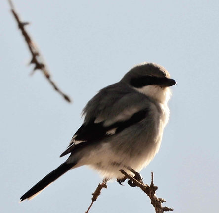DSCN0824 Loggerhead Shrike Low res.jpeg