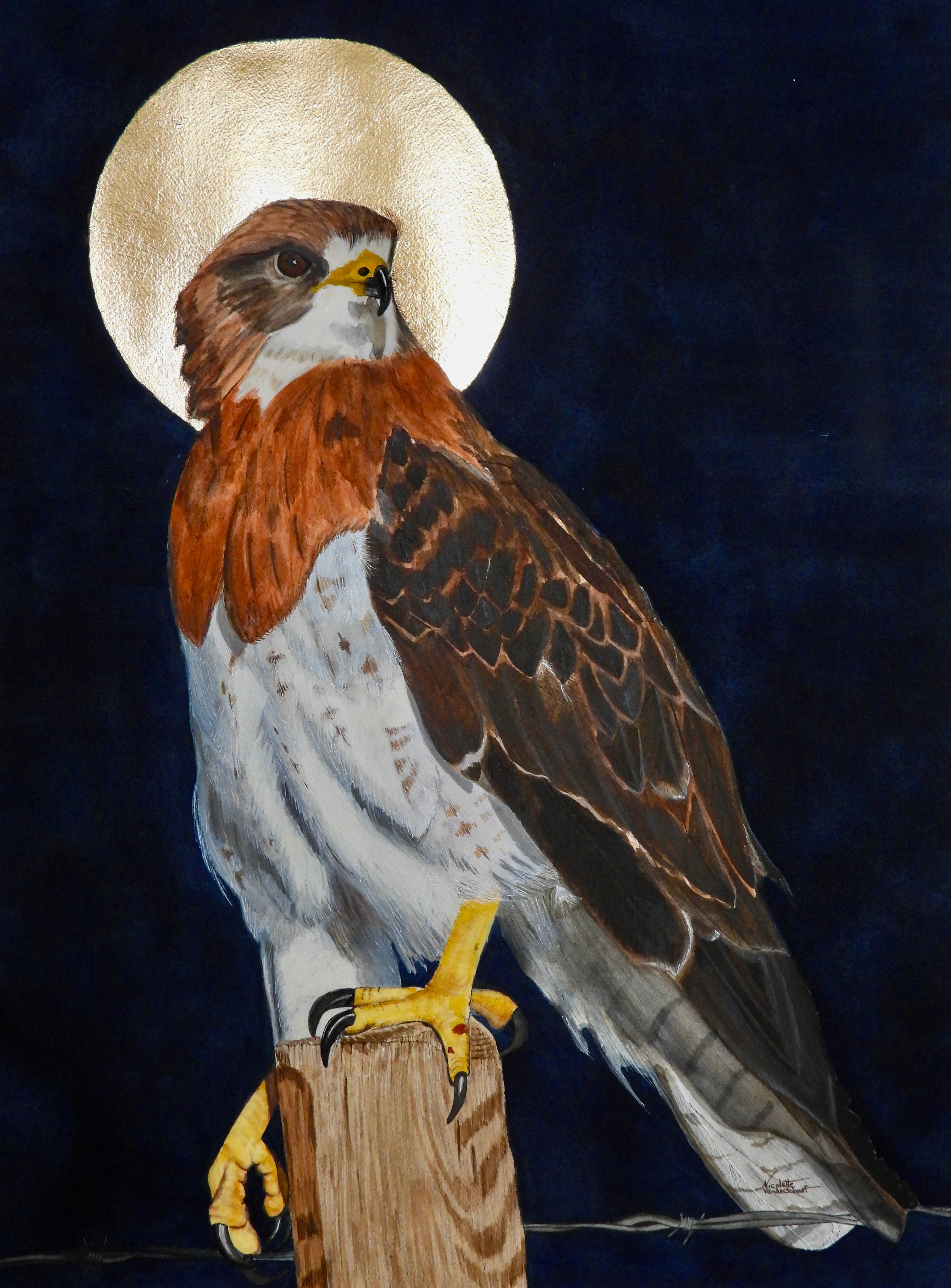 Sanctus Buteo swainsoni