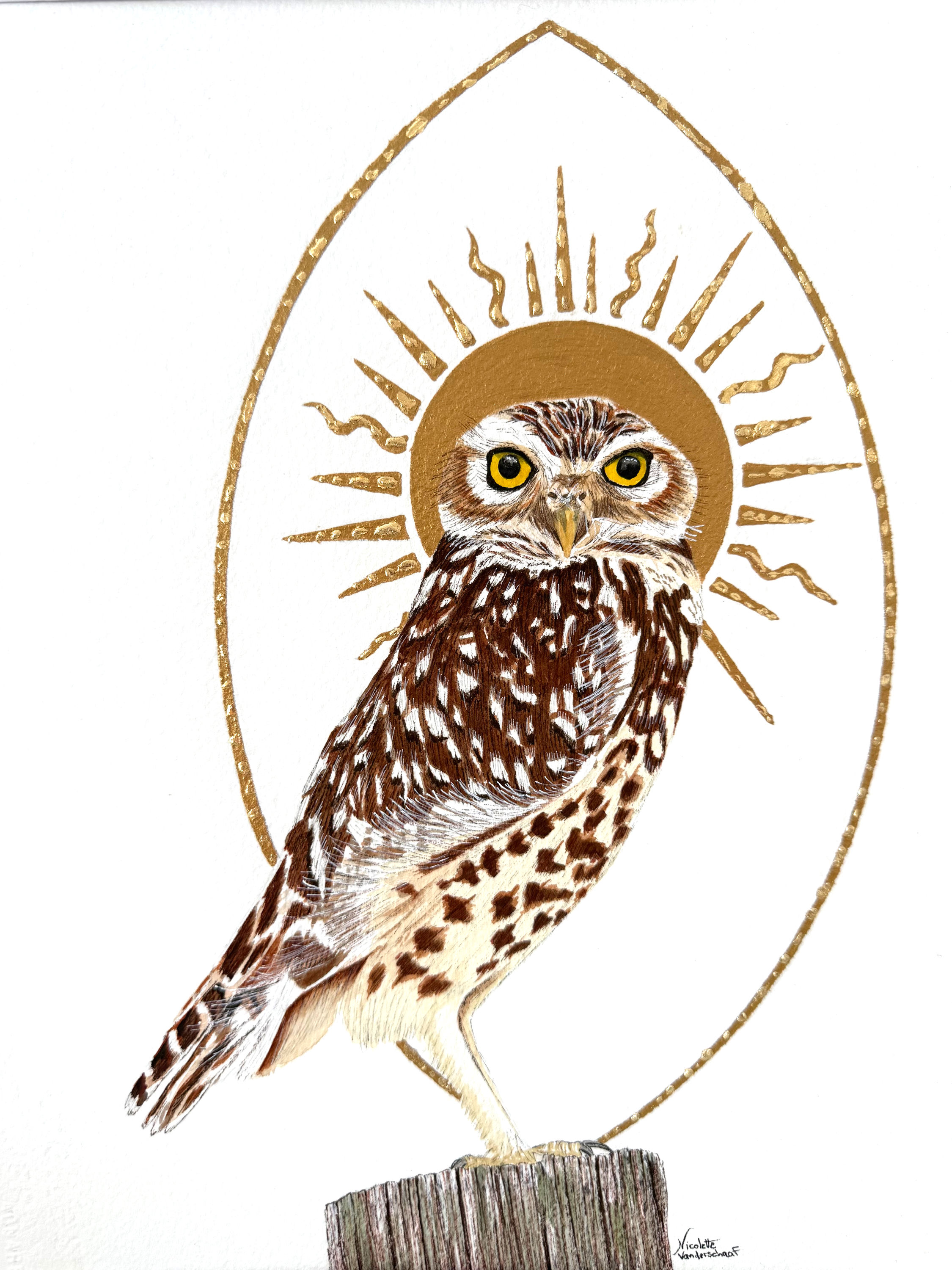 Sanctus Athene cunicularia