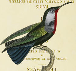 oiseau fleur du mal copie