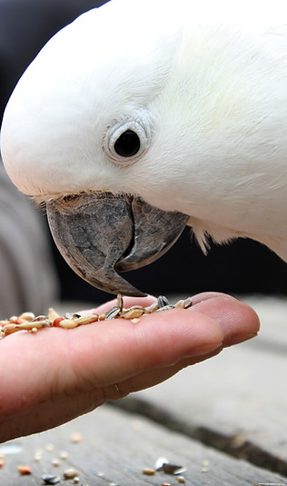 Cockatoo
