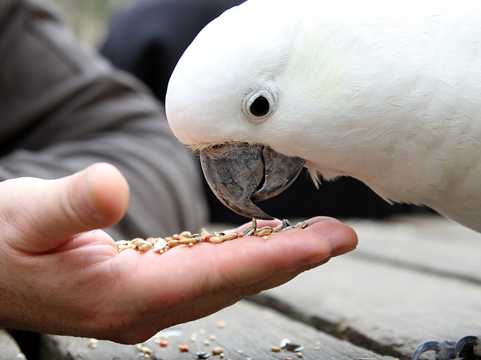 cacatua