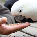 オカメインコなど鳥類のしつけ・行動コンサルティングの詳細を見る