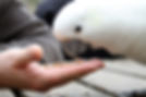 Cockatoo
