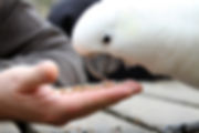 Cockatoo