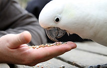Cockatoo