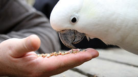 Alimentação das aves em cativeiro