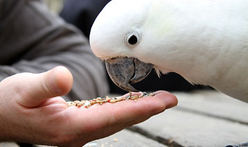 Cacatoès