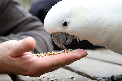 Feeding A Cockatoo