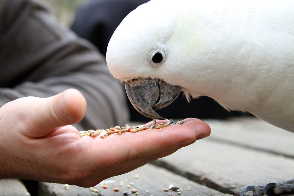 Feeding A Cockatoo