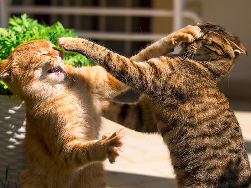 Help! My cats are fighting! How to help restore harmony and decrease fighting in a multi-cat household