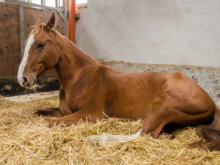 CVS Equine conducts new in-depth study to investigate colitis in adult horses