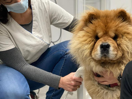 New paper validates innovative AI-powered screening device for canine dermal and subcutaneous masses