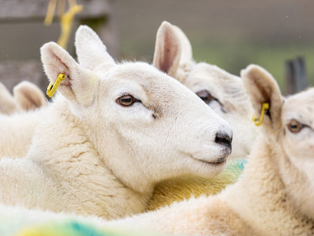 University of Edinburgh farm resident support for sheep mastitis project