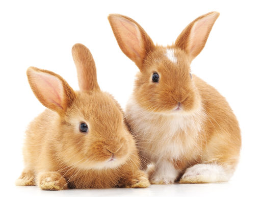 How much do you know about rabbits?