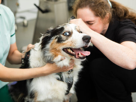 Veterinary group achieves new antibiotic reduction milestone of 8.6% in the UK