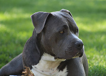 Animal charities’ reminder to XL bully owners ahead of neutering deadline