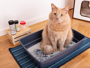 Urethral obstruction in cats – how to spot it and what to do about it