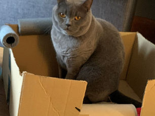 Introducing a new cat or kitten to your cat