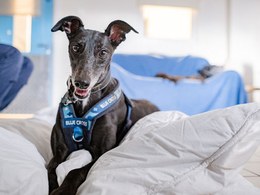 Pet lovers needed to take part in the 'Big Pet Census'