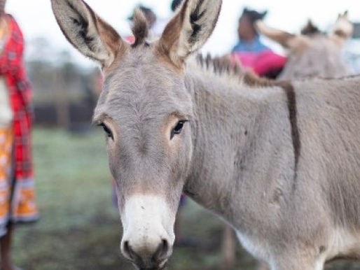African Union bans ‘devastating’ donkey skin trade