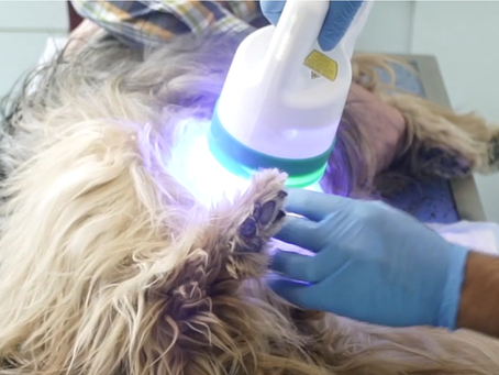 Phovia fluorescent light therapy gives pets and their owners a brighter future