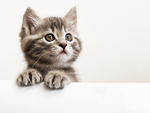 A buyer’s guide to getting a cat