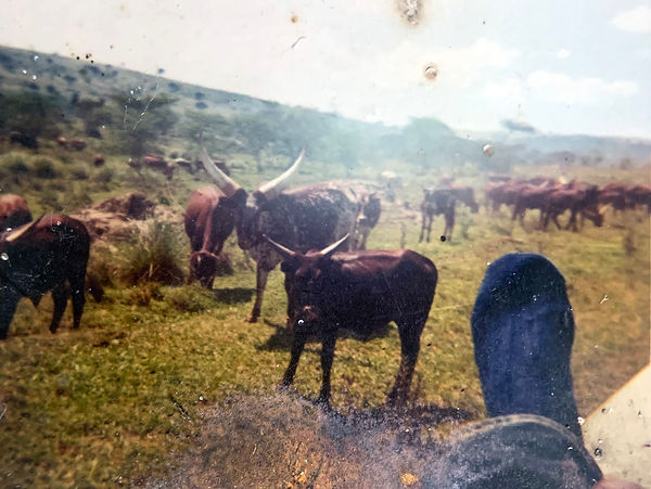 Sauvage new 11a Ankole cattle in Mbarra District Uganda (John's left foot in back of Dodge