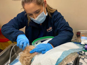 Is veterinary nursing your future career?