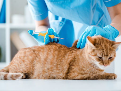 FAQs – microchipping your cats