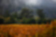 Hayne Vineyard Fall Vines