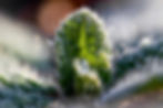 Winter Borage