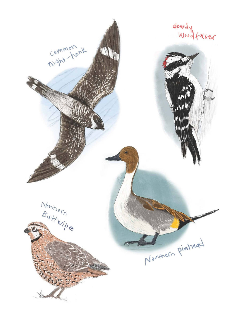 Thumbnail: Field Guide to Dumb Birds Sticker Book