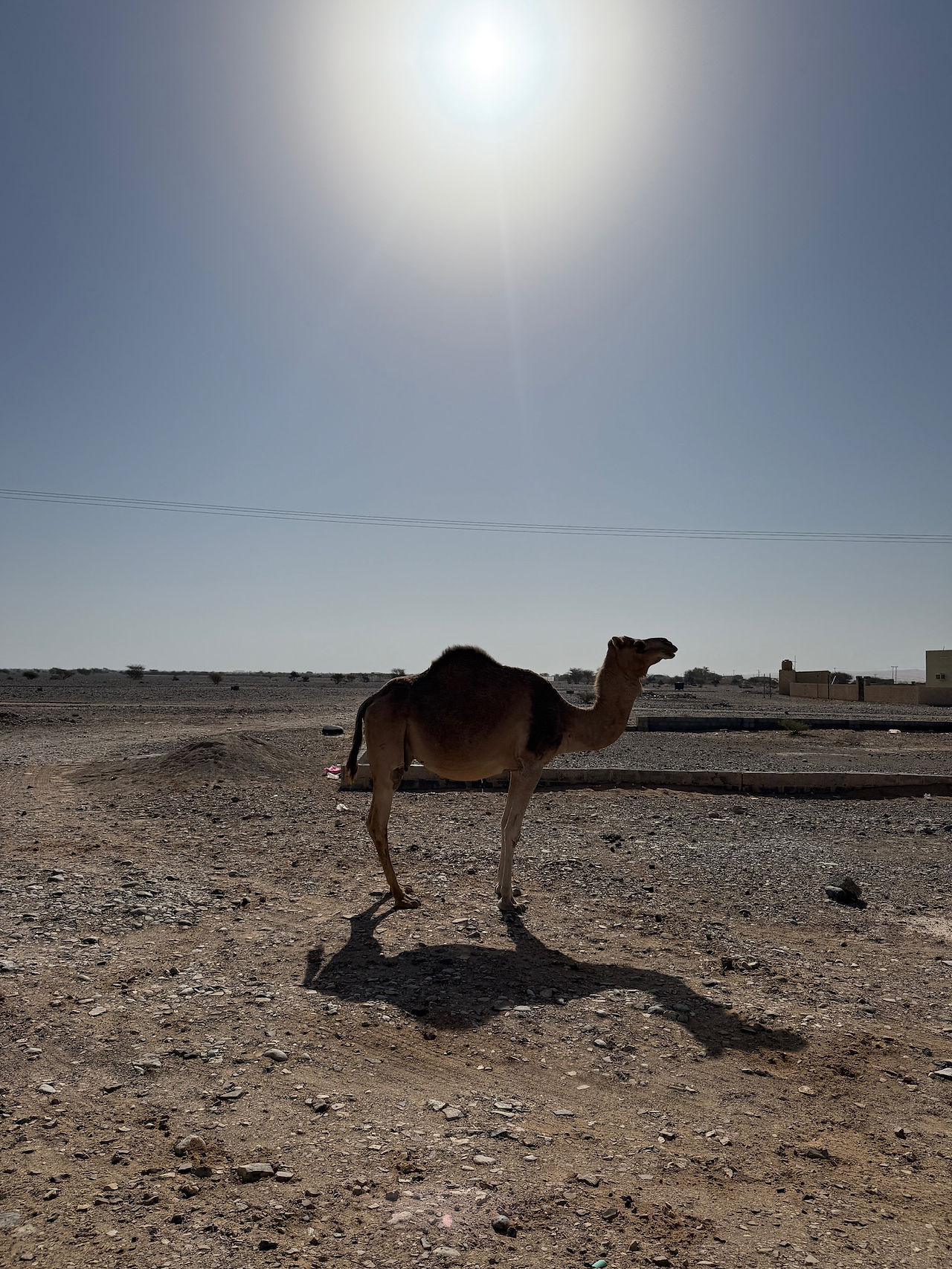 Camel at the edge of the desert