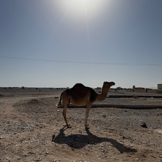 Kamel am Rand der Wüste