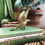 Miniatura: Brass Bird 
